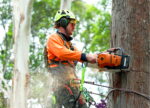 Tree Removal