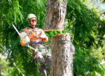 Stump Grinding
